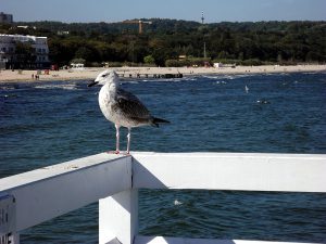 Sopot - gdzie zjeść