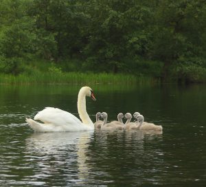 domek nad jeziorem